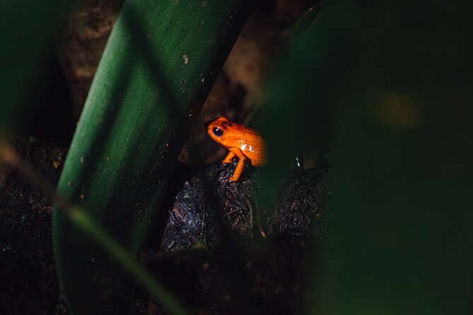 Exclusive Night Walk in La Fortuna and Natural Frog Garden . - Vibrant Sounds and Colors