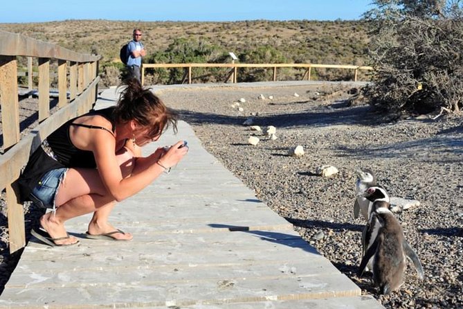 Exclusive Punta Tombo Penguin Rookery With Box Lunch and Entry Fee - Health Considerations