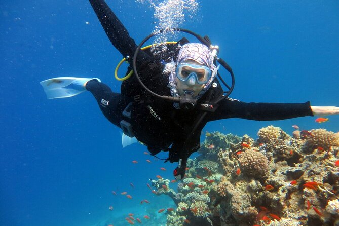 Excursion to Tiran Island by Boat - Marine Life Sightings