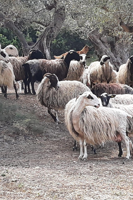 Explore Cretan Villages: Drapanias-Cherethiana-Potamida - Cultural Experience