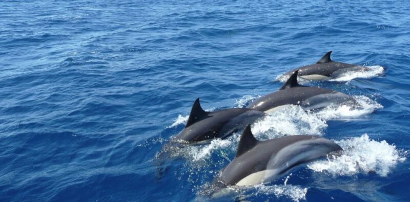 Explore the Southern Shores of Sri Lanka With a 4-Day Cruise - Booking and Cancellation