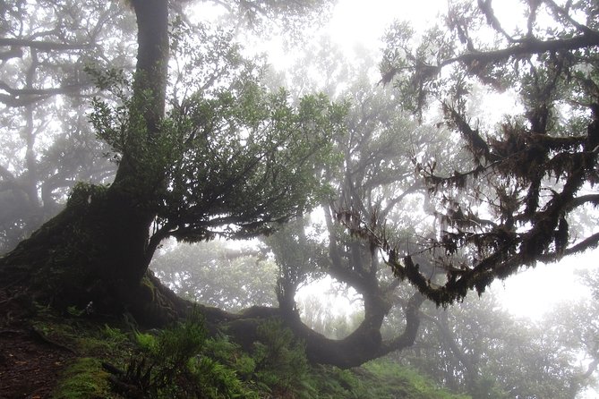 Fanal -Enchanted Forest Private Service - Scenic Walking Experience