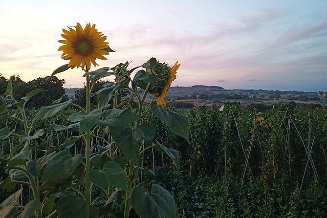 Farm-to-table Food Experience - Additional Notes