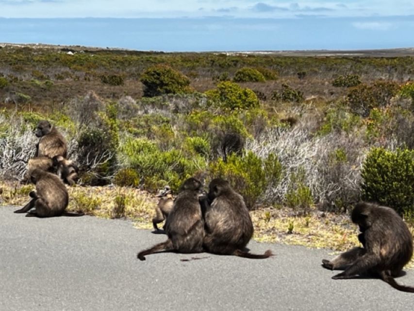 Fascinating Cape Peninsula Experience (Private Tour) - Iconic Chapmans Peak Drive