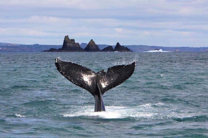 Fastnet Rock Lighthouse & Cape Clear Island Tour Departing Baltimore. West Cork. - Confirmation and Booking