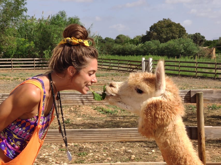 Felanitx, Mallorca: Alpacas Close-Up Experience - Observing Alpacas