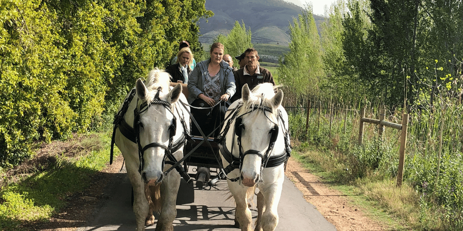 Franschhoek: Vrede En Lust Wine Estate 1H Carriage Ride - What to Expect During the Ride