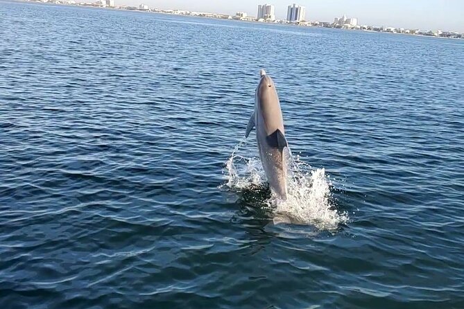 Frisky Mermaid Dolphin + Scenic Bay Sightseeing Tour - Wildlife Encounter Experience