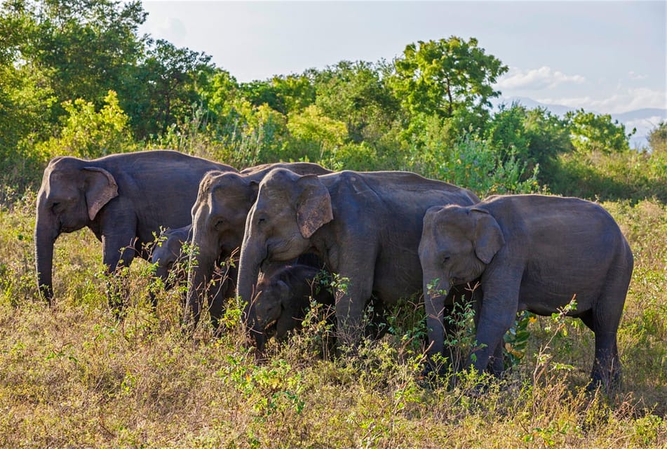 From Arugambay :- Udawalawe National Park Safari Adventure - Elephant Transit Home