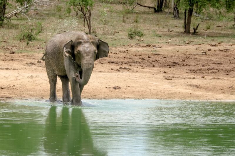 From Bentota: Udawalawa National Park Wildlife Safari - Inclusions and Exclusions