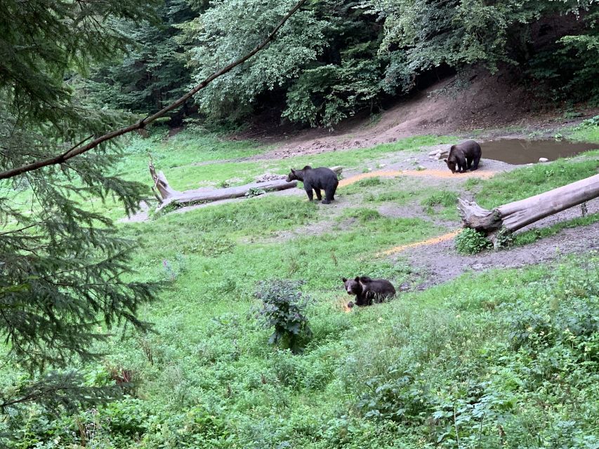 From Brasov: Bear Watching in the Wild - Included Amenities and Services