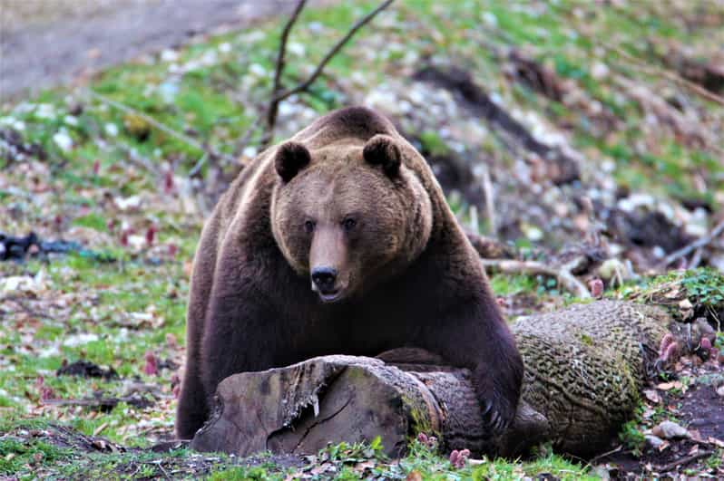 From Brasov: Brown Bear Watching in the Carpathian Mountains - Wildlife Encounter Highlights