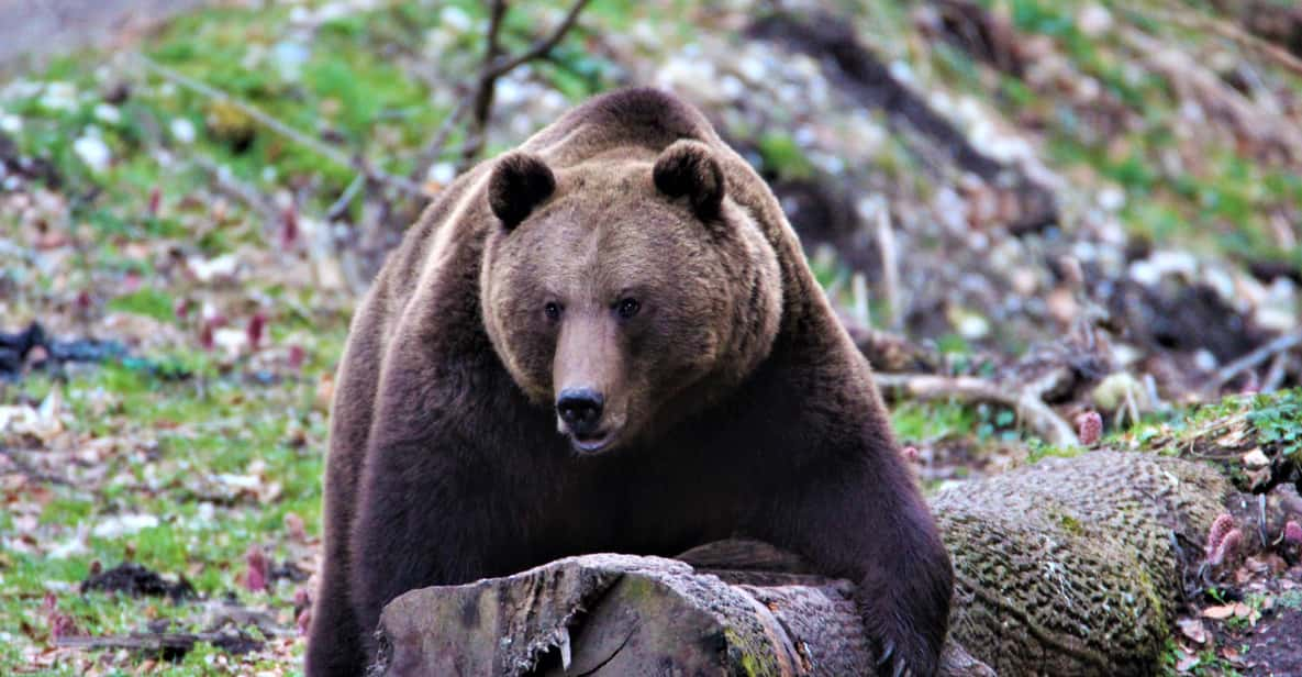 From Brasov: Brown Bear Watching in the Carpathian Mountains - Participant Requirements