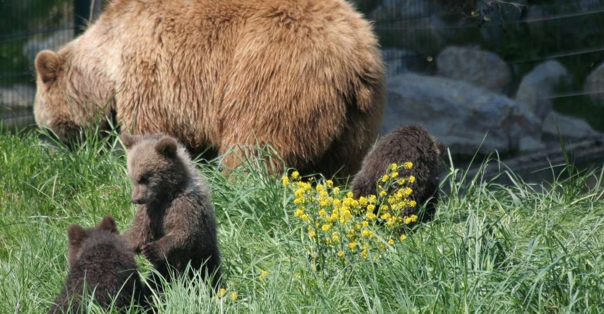 From Bucharest: Libearty Bear Sanctuary and Draculas Castle - Bran Castle Experience