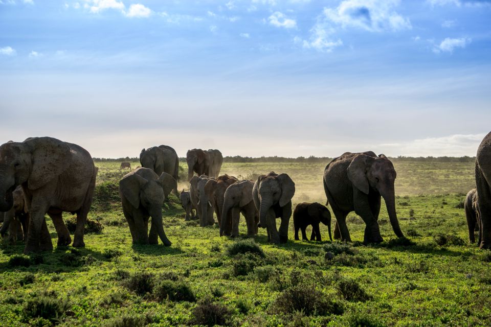 From Cape Town: 7 Day Garden Route, Addo and Winelands Combo - Wildlife in Addo National Park