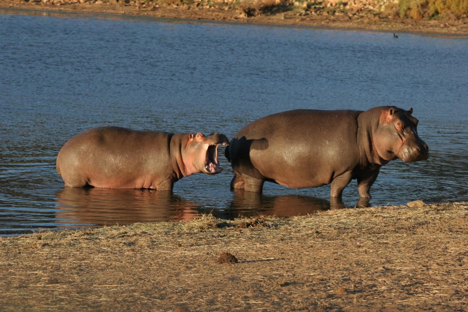 From Cape Town: Aquila Game Reserve Safari Tour With Lunch - Transportation and Accessibility