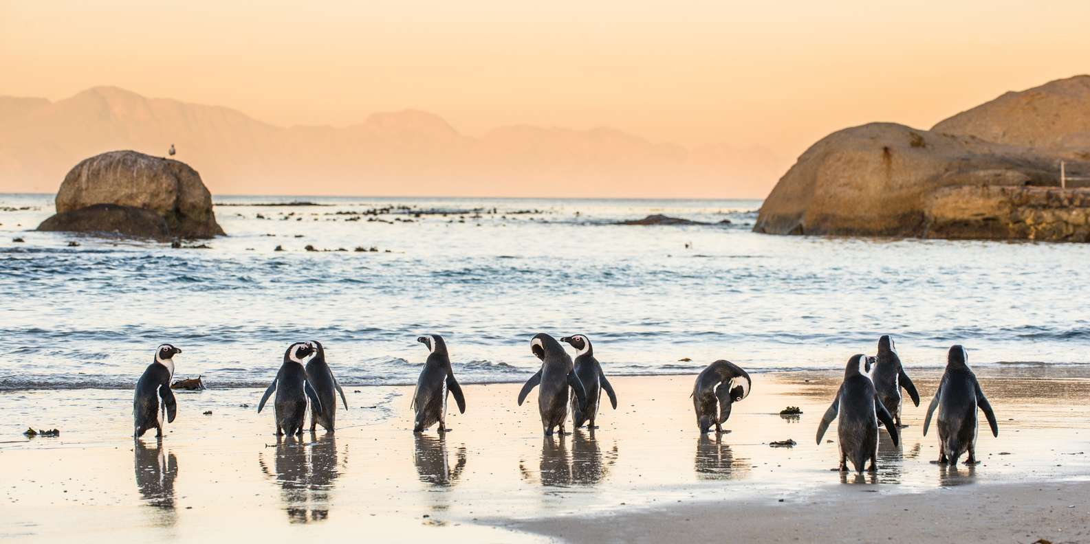 From Cape Town: Cape Point and Boulders Beach Half-Day Tour - Visiting the Penguins