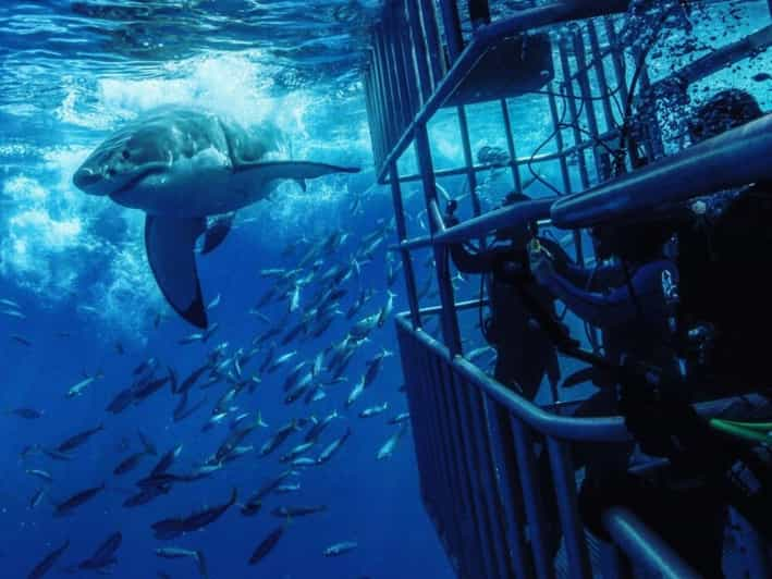 From Cape Town: Shark Cage Diving and Penguin Tour - Customer Feedback and Ratings