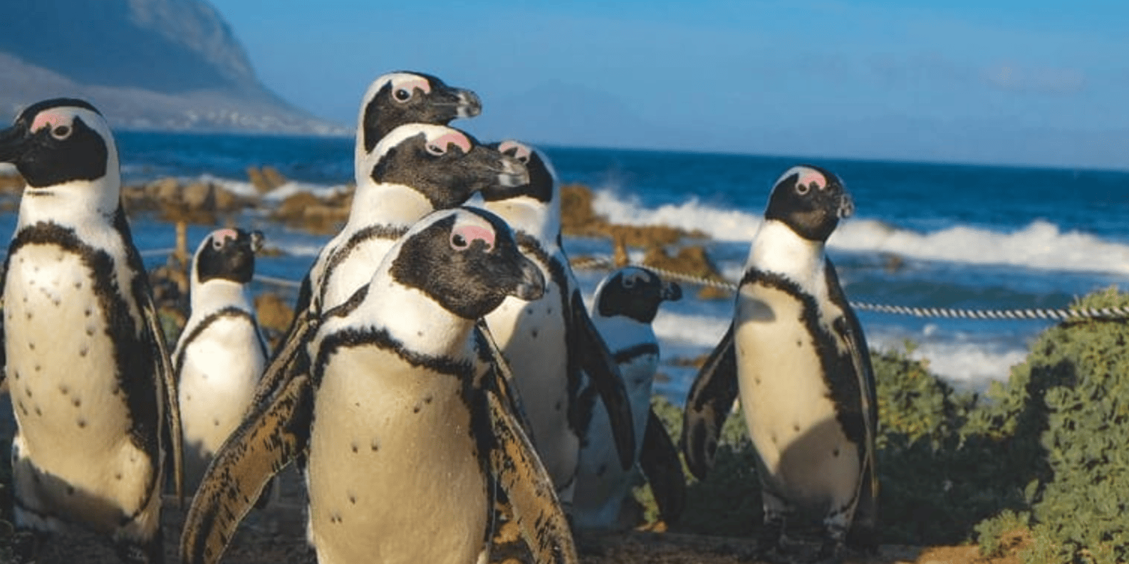 From Cape Town to Cape Agulhas and Penguins Private Day Tour - Exploring Stony Point