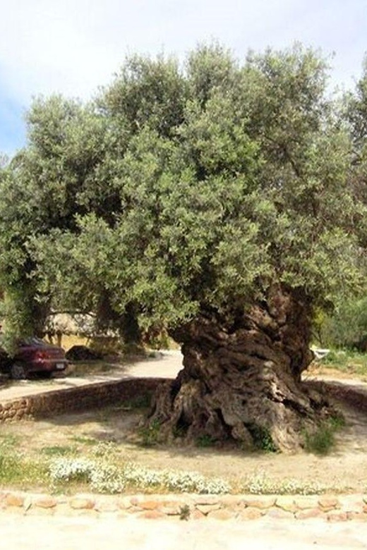 From Chania: Olive Oil, Wine, Cheese & Honey Tasting Tour - Transportation and Accessibility