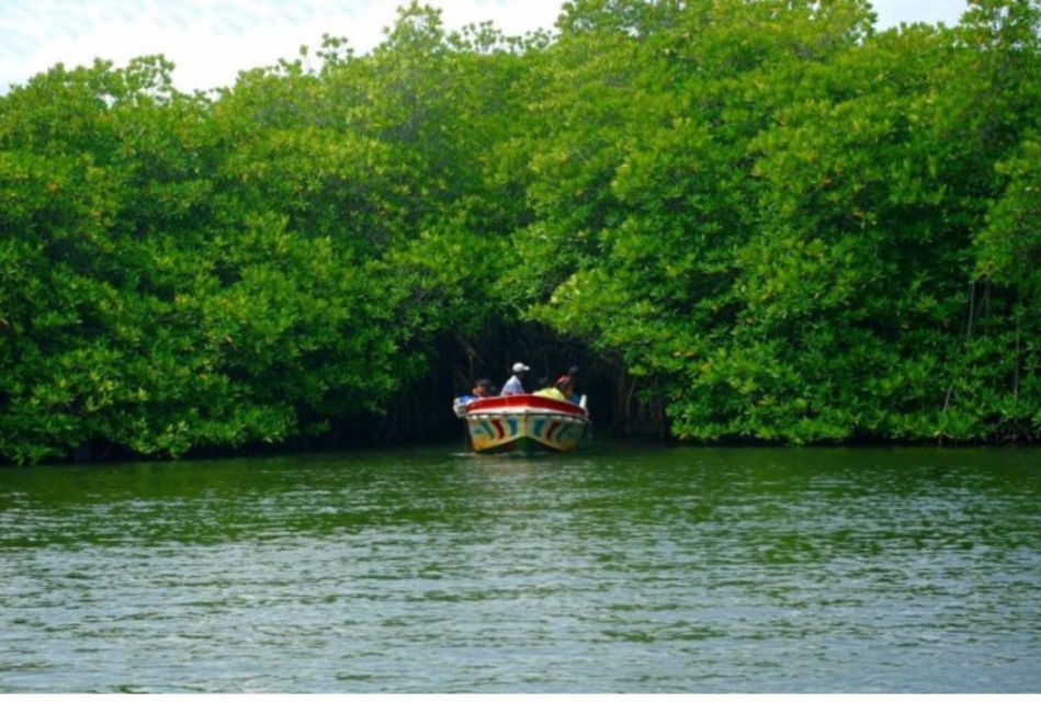 From Colombo: Galle Dutch Fort & Madu River Safari Tour - Turtle Hatchery Conservation