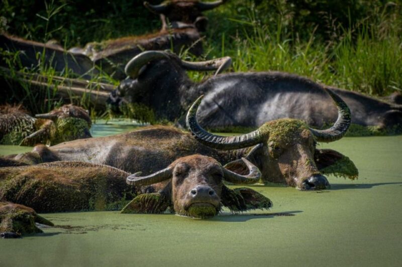 From Colombo: Minneriya / Kaudulla National Park Jeep Safari - Included Amenities