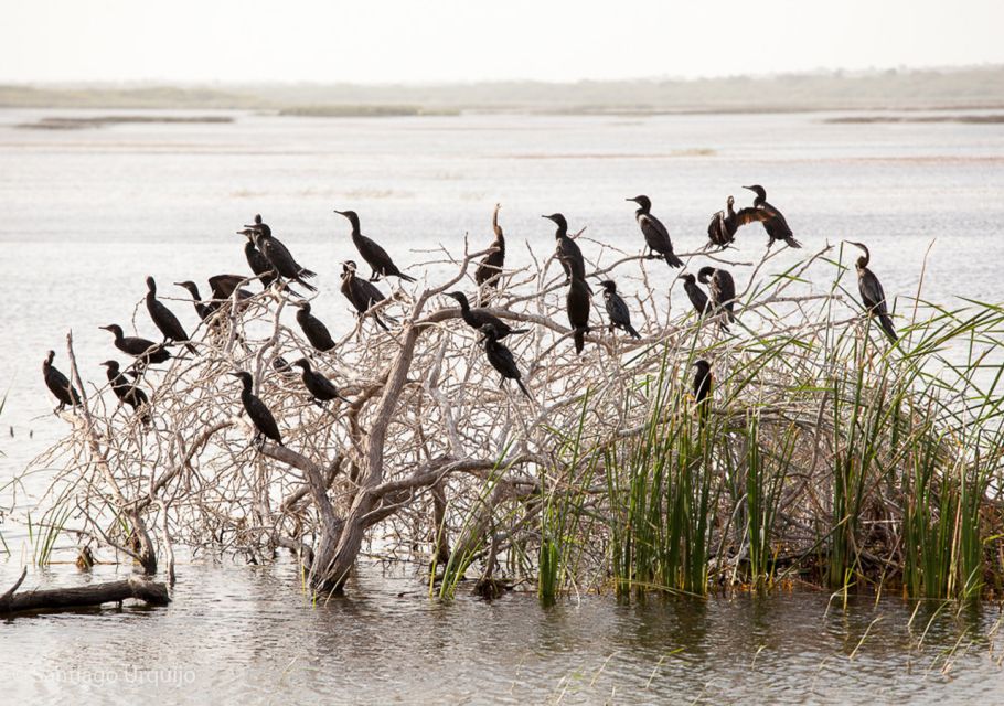 From Colombo: Muthurajawela Sanctuary Bird Watching Tour - Pickup and Arrival