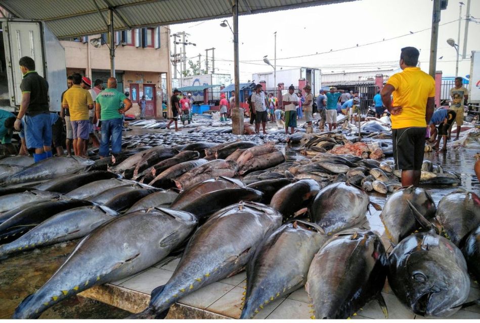 From Colombo: Negombo Fishing Village Tour by Tuk-Tuk - Lellama Seafood Market