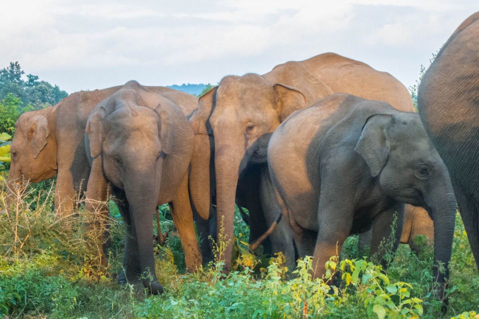 From Colombo: Private Minneriya National Park Day Safari - Important Information