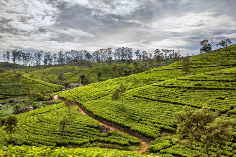 From Colombo: Sri Lanka Heritage 5-Day Tour of Sri Lanka - Inclusions