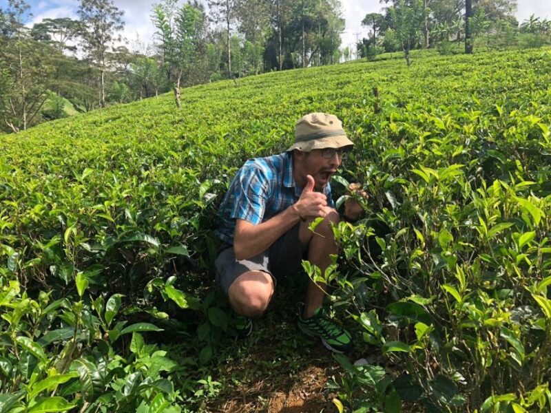 From Colombo: Virgin White Tea and Galle City Tour - Customer Reviews