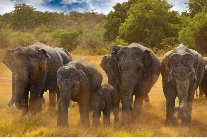 From Dambulla: Full Day Safari at Minneriya National Park - Inclusions and Comforts