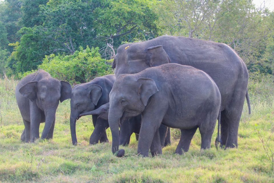 From Dambulla: Private Polonnaruwa and Minneriya Day Tour - Polonnaruwa Exploration