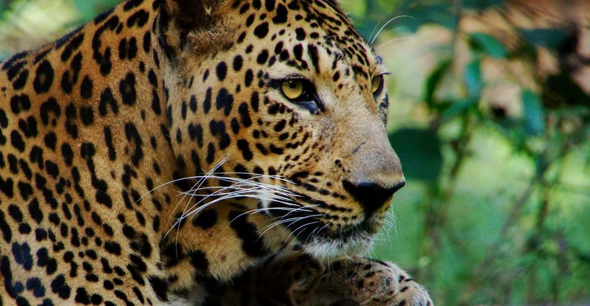 From Delhi: 3-Day Leopard Safari and Golden Triangle Tour - Important Information