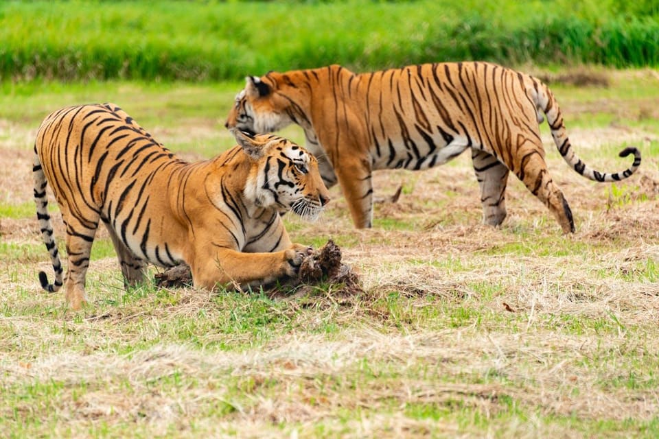 From Delhi: 3-Day Ranthambore Tiger Safari Tour - Safari and Wildlife Experience