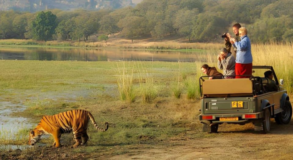 From Delhi 3 Days Tour of Ranthambore Tiger Safari - Accommodation and Meals