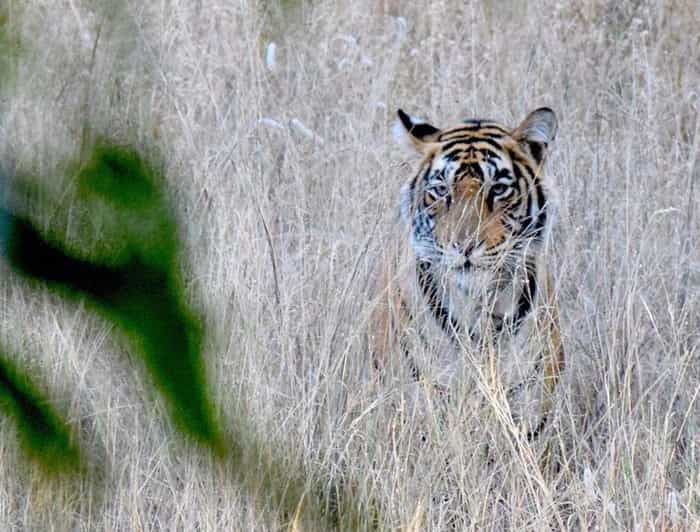 From Delhi: Private Luxury 3 Days Ranthambore Safari Tour - Included Services