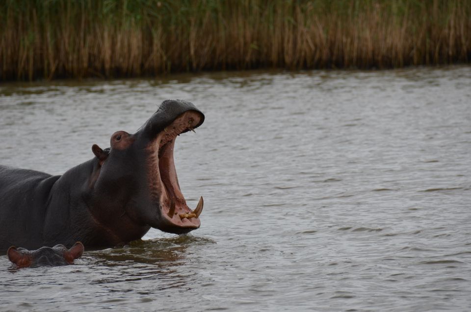 From Durban: St. Lucia Wetlands Boat Ride - Booking and Reservation Options