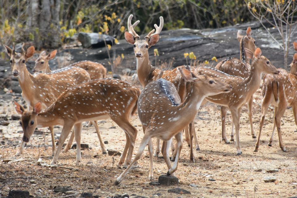 From Ella - Udawalawe National Park Private Safari - Inclusions and Exclusions