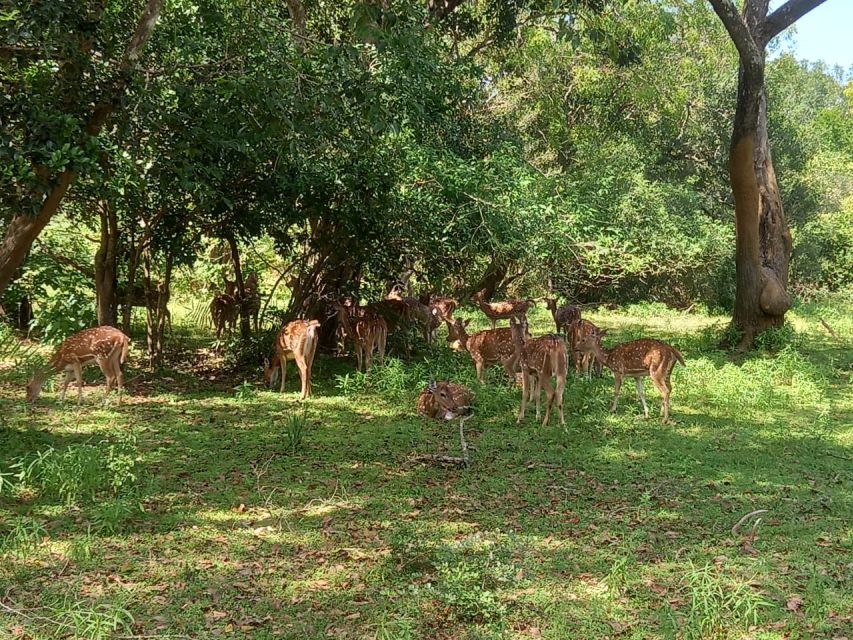 From Ella: Udawalawe National Park Safari Tour - Important Information