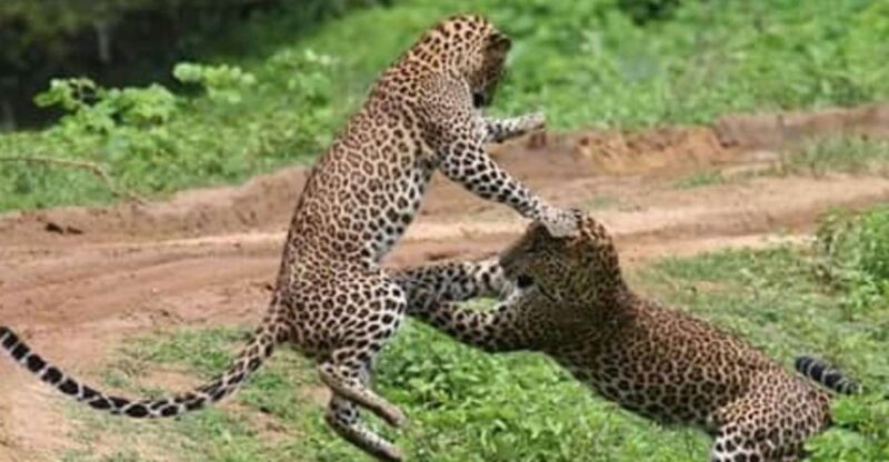 From Ella: Yala Half Day Leopard Safari With Lunch (Private) - Preparation and Packing Tips