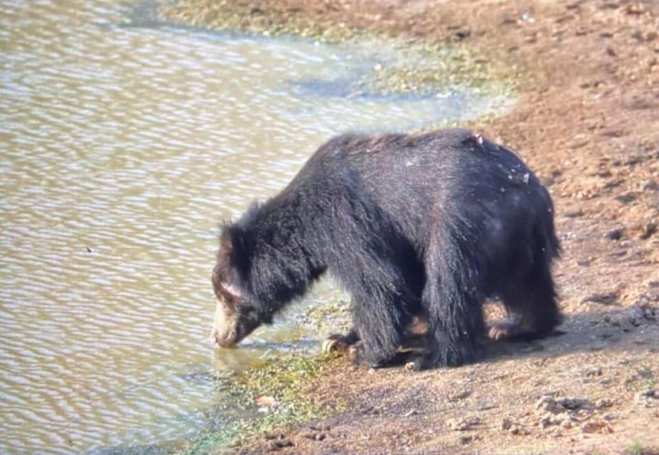 From Ella - Yala National Park Leopard Safari Tour - Wildlife and Sightings