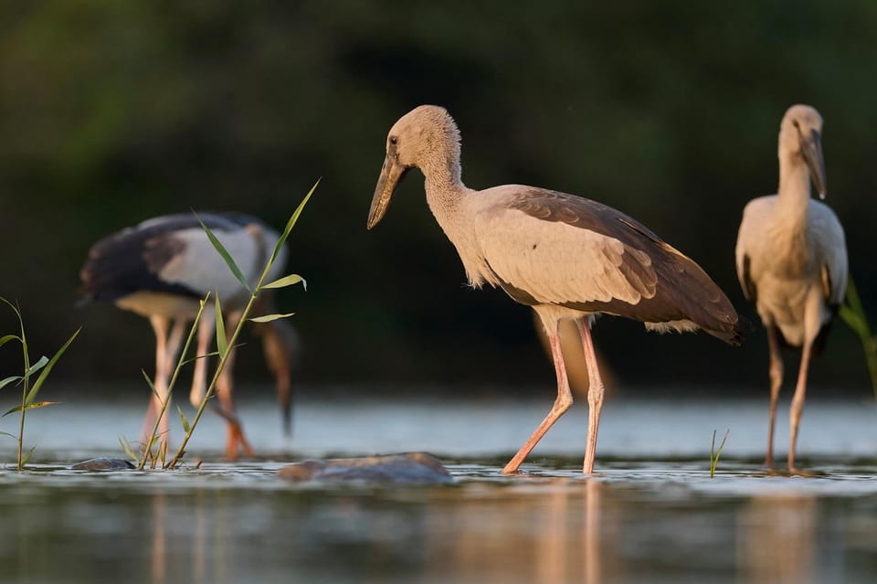 From Galle/ Mirissa/ Hikkaduwa - Yala National Park Safari - Wildlife and Ecosystems