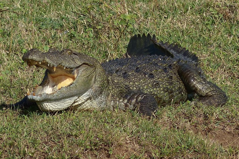 From Galle or Mirissa: Yala Safari With Lunch at Campsite - Inclusions