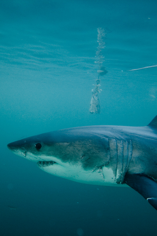 From Hermanus or Cape Town: Shark Cage Diving Experience - Safety and Equipment Considerations