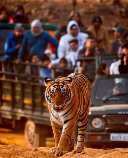 From Jaipur : 2 Days 1 Night Ranthambore Tiger Safari Tour - Day 2 Highlights