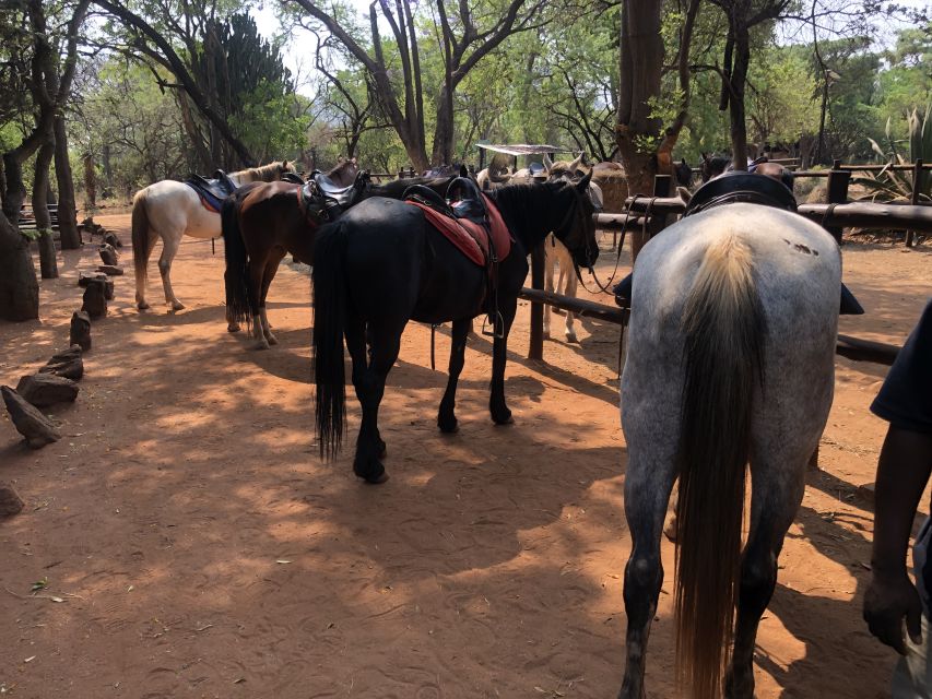 From Johannesburg: Horse-Riding Safari and Cable Car Tour - Gondola Ride Experience