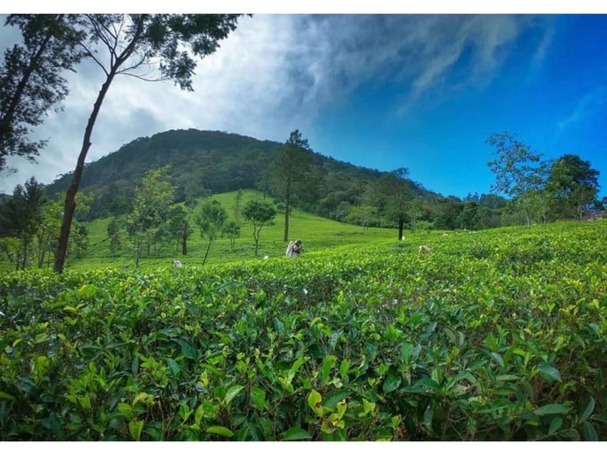 From Kandy: James Taylor's Tea Tour (The Tale of Ceylon Tea) - Experience and Guidance