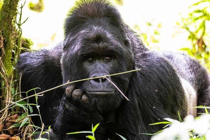 From Kigali: 10 Hour Day-Trip Rwanda Gorilla Trekking With Lunch - Preparing for the Trek