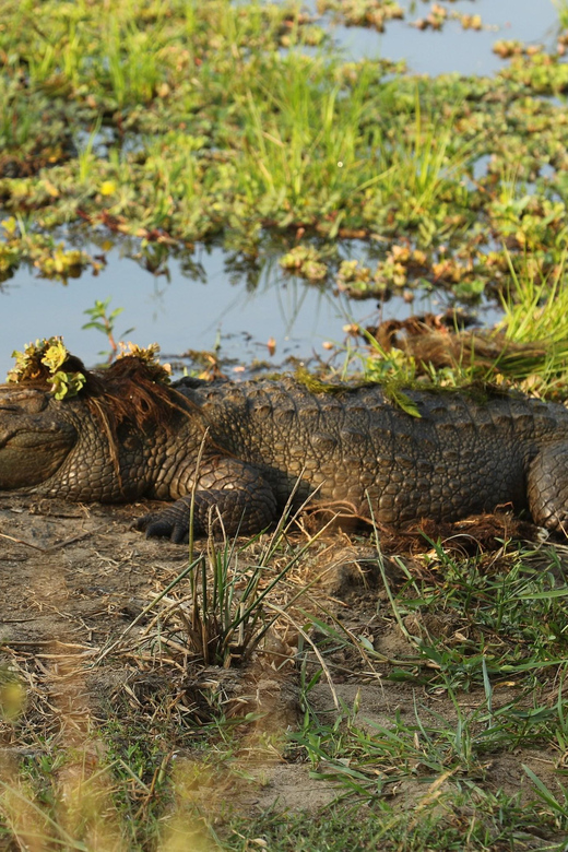 From Mirissa / Galle / Hikkaduwa - Udawalawe Safari Tour - Wildlife Conservation Education